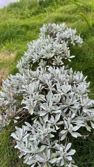 花蓮分署提供蘄(ㄑ一ˊ)艾(俗稱芙蓉) (花蓮分署拍攝)